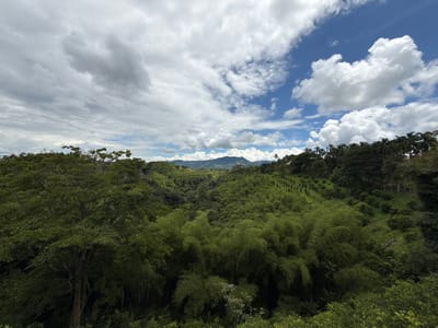 This image captures a panoramic view of a verdant rural landscape within the vicinity of Quimbaya, Colombia. The scene is dominated by dense, lush vegetation under a partially clouded sky.

In the foreground, the tops of large, broadleaf trees with dark green foliage frame the lower portion of the image, suggesting a vantage point from an elevated position. The midground features a deep valley filled with an extensive bamboo forest, characterized by its dense, upright, light-green stalks, particularly prominent on the left and center. To the right of the bamboo, cultivated land is visible on a sloping hillside, displaying organized rows of smaller green plants, consistent with agricultural crops such as coffee, ascending towards a ridge. Further right on the ridge, a dense cluster of tall palm trees stands prominently amidst other forest trees, with a small, light-colored building faintly discernible among the foliage.

The background consists of undulating green hills and distant mountains, gradually fading into a light haze. The sky occupies the upper half of the frame, presenting a mix of weather conditions. The left portion of the sky is predominantly covered by extensive, textured gray and white stratocumulus clouds, while the right side reveals significant patches of clear blue sky interspersed with bright white, fluffy cumulus clouds. The lighting indicates daytime, with areas of direct sunlight illuminating the right side of the landscape and sky. No people, animals, or specific actions are visible within the frame; the scene is a static depiction of a natural and agricultural environment.