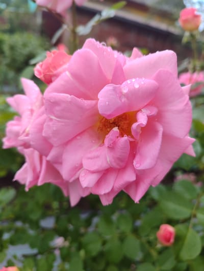 A close-up, eye-level shot shows a cluster of pink roses with water droplets on their petals, set against a blurred background of green foliage and a hint of a brick structure. The roses are the primary focus, with the largest bloom dominating the center, its delicate petals unfurling to reveal a yellow-orange center. Smaller, partially opened roses are visible to the left and in the background. The environment appears to be a garden, possibly in Sovetsko-Nikol'skoe, Russia, given the context provided. The lighting suggests an overcast day or shaded area, contributing to the soft, diffused light illuminating the scene. No people are present in the image.