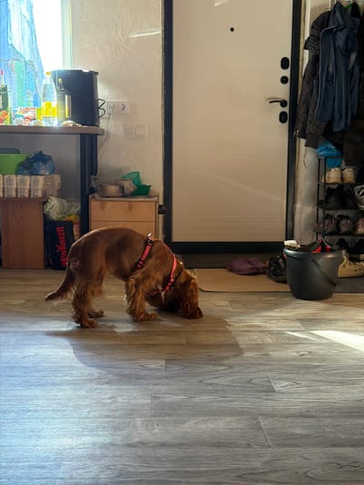 A small, reddish-brown dog wearing a pink harness is lying on a wooden floor, facing away from the camera and towards a white door. The dog's head is down, possibly sniffing or resting. Sunlight streams in from the left, casting long shadows across the floor and illuminating the dog.
To the left of the dog is a black shelf unit with various items, including bottles of liquid, bags, and boxes. A white electrical outlet is visible on the wall behind the shelf. Above the white door, there are several dark objects hanging on a rack, appearing to be clothing or bags. Further to the right, a black helmet rests on a rug. The overall setting appears to be an indoor space, possibly a garage or utility room, given the presence of storage, a helmet, and the utilitarian door. The time of day is likely daytime, suggested by the strong sunlight. There is no visible text of significance.