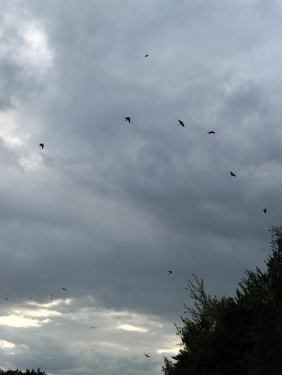 The image captures a cloudy, overcast sky with a flock of birds in silhouette, dispersed across the frame. The birds appear to be in flight, with various wing positions indicating movement. A dark treeline runs along the bottom right edge of the image. The overall lighting suggests a late afternoon or early evening on a cloudy day, typical of the transitional seasons in Tábor, Czechia. There are no visible people or man-made structures in the scene, presenting a natural landscape.