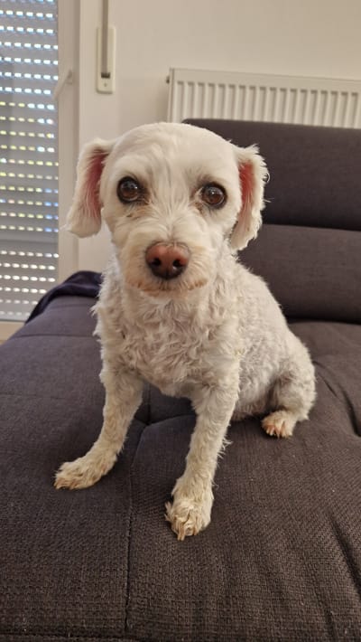 A white, shaggy dog sits on a dark gray couch, facing the camera. The dog has brown eyes and a pink nose. The background includes a radiator, blinds on a window, and a hint of a dark blue blanket. The scene appears to be indoors, likely in a residential setting.