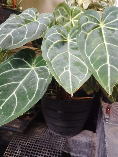 This media file captures a close-up view of several large, dark green leaves with prominent, light-colored venation. The leaves are heart-shaped and appear to belong to a tropical plant, likely an Anthurium species, given the distinctive veining and leaf shape. They are arranged in a cluster, with some leaves overlapping.
The plants are housed in a black, ribbed pot, which is placed on what appears to be a tiered or layered surface. Below the pot, a dark, grid-like material is visible, possibly a plant tray or a decorative element. To the right of the pot, a grey, textured surface forms a border, and beyond that, a clear plastic container with a light-colored liquid inside is partially visible. A small, red object, possibly a piece of plastic or a label, is also present near this container.
The scene suggests an indoor or protected outdoor setting, likely a garden center, greenhouse, or a personal collection of houseplants. The lighting is moderate, creating some shadows and highlighting the texture of the leaves and the surrounding surfaces. There are no people visible in the media file. The overall mood is calm and focused on the natural beauty of the plants. No text is discernible in the image. The location context provided is Jonggol, Indonesia.