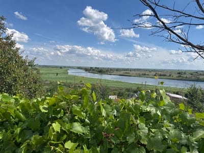 The image shows a landscape view from an elevated position overlooking a river and surrounding vegetation. In the foreground, a dense cluster of lush green grapevines with large, lobed leaves dominates the lower half of the frame. Beyond the grapevines, a body of water, likely a river, stretches into the distance, its banks lined with tall green reeds and grass. In the middle ground, a railway line runs parallel to the river, with a few scattered buildings visible between the tracks and the water. The background consists of a flat, expansive landscape with more green vegetation and a clear blue sky filled with scattered white cumulus clouds. A bare, thorny tree branch extends from the upper right corner of the frame, partially obscuring the sky. The scene appears to be a natural landscape with hints of human infrastructure. The location is identified as Mokryy Chaltyr, Russia.