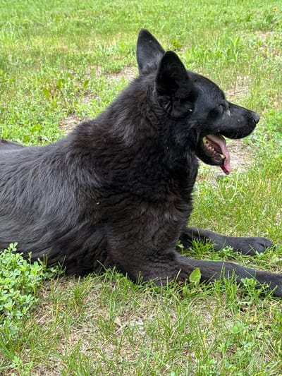 A black, long-haired dog is lying on its side in a grassy area. The dog's mouth is open, and its tongue is visible. The dog appears to be panting or yawning. The background consists of green grass with some small plants and leaves scattered throughout. The lighting suggests it is daytime, possibly overcast. There are no humans or man-made structures visible in the image. The location is described as being in the city of Старая Ясачная (усольский, Russia), though this cannot be visually confirmed from the image itself.