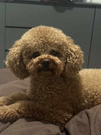 A toy poodle with curly, light brown fur is lying down on a brown surface, likely a bed or couch. The dog is facing forward, looking directly at the camera with dark eyes and a wet nose. Its ears are floppy and covered in the same curly fur. The background is out of focus, showing a dark gray surface with horizontal lines, possibly a wall or furniture. The lighting appears to be dim, creating soft shadows. There is no indication of the city of Goluboe, Russia, in the image.