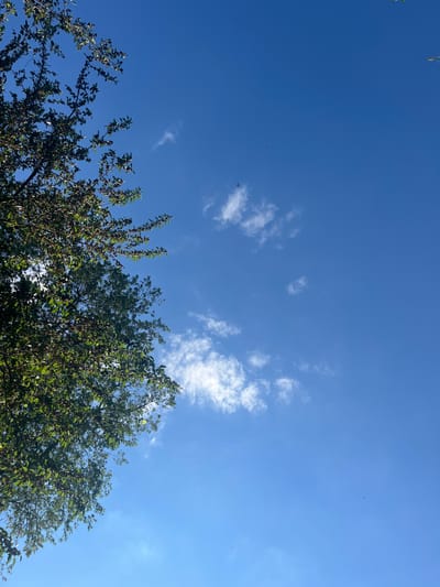 The image captures a clear, bright blue sky over Velyka Krucha, Ukraine. Scattered, wispy white clouds drift across the expanse, suggesting fair weather. The sun is high in the sky, indicating it is likely midday.
In the foreground, the lush green foliage of trees dominates the lower portion of the frame. The leaves are vibrant, and some branches are adorned with small, dark berries, hinting at late summer or early autumn. The trees reach upwards, partially obscuring the sky.
Several small, dark specks can be seen in the sky, appearing to be birds in flight. Their presence adds a touch of dynamic movement to the otherwise serene scene.
The overall impression is one of a peaceful, natural setting on a pleasant day. There is no visible text in the image.