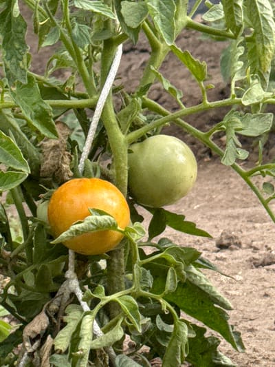This close-up, eye-level shot shows a tomato plant with two tomatoes, one ripe orange and one unripe green, growing on a vine. The tomatoes are supported by a white rope. The background consists of dry, brown soil. The image was captured in Nova Odesa, Ukraine.