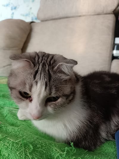 A grey and white Scottish Fold cat with distinctive folded ears sits on a green textured surface, possibly a towel or blanket, in what appears to be an indoor setting. The cat is looking down and to its left, with its right eye showing some redness and a small, dark mark near it. The background consists of a neutral-colored sofa. The image was taken in Miasskoye, Russia.