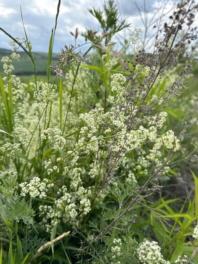 This is a close-up, vertical video of a field of wildflowers and tall grasses in Kuriany, Ukraine. The camera is positioned low to the ground, looking upwards into the vegetation. The foreground is dominated by delicate clusters of small white flowers, interspersed with dried, brown plant stalks and wispy green grasses. Some of the flower clusters are in focus, revealing intricate structures, while others are softly blurred, creating a dreamy effect.

The background shows more greenery, with hints of a blue sky and soft clouds visible in the upper left portion of the frame. The lighting suggests it is daytime, likely late morning or early afternoon, with gentle sunlight filtering through the foliage. The scene evokes a sense of natural tranquility and the beauty of untamed nature. There are no people or specific objects, only the natural elements of a meadow. The overall impression is one of a peaceful, sunlit day in a rural Ukrainian landscape.