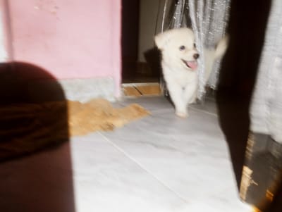 A small, fluffy white puppy with its tongue hanging out is the central subject of this image. It appears to be standing on a light-colored, possibly tiled floor. To the left of the puppy is a pink wall, and behind it, a doorway leading to a darker interior space. A shiny, metallic curtain or fabric is visible to the right of the puppy. In the foreground, a large, dark shadow covers the bottom left portion of the image, obscuring any details in that area. To the left of the shadow, a patch of light brown material, possibly a rug or blanket, is visible. The overall impression is an indoor setting, likely a home. The image does not provide any specific information about the location in Iyafin, Nigeria.