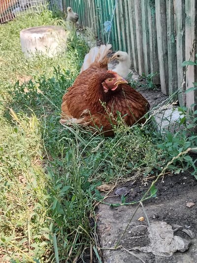 A brown hen is resting in tall green grass next to a wooden fence. The hen has reddish-brown feathers and a yellow beak with red accents around its eyes. A small, fluffy yellow chick stands behind the hen, partially hidden by its mother. The chick is looking to the left of the frame. In the background, a light-colored cylindrical object, possibly a concrete block, sits in the grass. Further back, another chick is visible, standing near a wire fence. The ground is covered in dirt and more grass. The scene appears to be outdoors on a sunny day. The setting is rural, with a rustic wooden fence and natural vegetation. The presence of chickens and chicks suggests a farm or backyard environment in Ucrainca, Moldova.