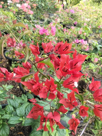 A close-up, eye-level shot showcases a cluster of vibrant red bougainvillea flowers in the foreground. The flowers are a deep crimson, with delicate petals that appear slightly crinkled. Some of the flowers have thin, black stamens visible at their centers. Interspersed among the red flowers are a few small, white blooms, barely noticeable. The stems of the bougainvillea are a light brown and green, winding their way through the frame.

Behind the prominent red flowers, a blurred background reveals a dense array of other bougainvillea plants. These plants display a variety of colors, predominantly pink and lighter shades of red, creating a soft, diffused backdrop. The foliage is lush and green, with leaves of varying sizes.

The scene appears to be set in a nursery or garden center. Several black plastic pots are visible, some filled with the flowering plants and others containing green foliage. The ground beneath the pots is covered with dark soil and mulch. The overall impression is one of abundant plant life and vibrant color. The location is identified as Cotseurani, Indonesia. The image depicts a static scene, with no people or active interactions captured. The lighting suggests it is daytime, with soft, natural light illuminating the flowers.