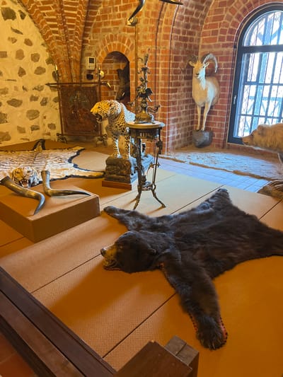 The image depicts a room, likely a museum exhibit, containing several taxidermied animals and historical artifacts. In the foreground, a dark brown bear rug is spread on the floor, with its head facing left. To the left of the bear rug, a taxidermied tiger rug is partially visible, with the tiger's head and a portion of its body on display. Two animal horns rest on a raised brown platform in front of the tiger rug. Behind the tiger, a taxidermied leopard stands on a rocky base. To the right of the leopard, a ram with large curved horns is mounted on the brick wall. An antique ornate stand with a light fixture sits between the leopard and the ram. In the background, a wild boar's head is visible through an arched opening in the brick wall. The room has stone and brick walls, and the floor is covered with mats and rugs. The overall impression is of a historical display, possibly related to hunting or natural history, located within a building with medieval architecture, such as the Trakai Island Castle or a related museum in Trakai, Lithuania.