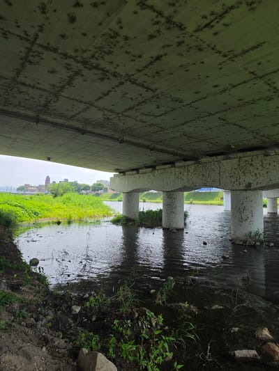 This image captures a view from beneath a concrete bridge, looking out towards a river and the cityscape of Anseong-si, South Korea. The underside of the bridge is textured with visible mold or water stains. Several large, cylindrical concrete pillars support the bridge over the water, which appears murky and somewhat stagnant, with patches of green algae or debris. The riverbank on the left is covered in dirt, rocks, and wild vegetation. In the distance, across the river and beyond a lush green area with trees, a cluster of buildings is visible, including a prominent brick structure resembling a historical tower or church. The sky is overcast, contributing to a subdued lighting environment. The scene is devoid of any people.