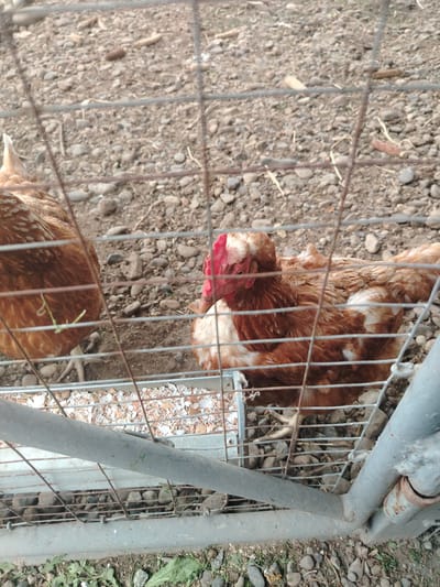 This is a medium-distance, eye-level shot of two chickens in an outdoor enclosure in Svyatogorsk, Russia. The enclosure is made of wire fencing and the ground is covered in gravel and dirt, with scattered pieces of eggshells in a feeding trough. One chicken, a reddish-brown hen, is mostly visible on the left, facing away from the camera. The second chicken, also a reddish-brown hen with some white markings, is in the center of the frame, facing the camera and eating from the trough. Its comb is red and appears slightly damaged or disheveled. The fence obscures parts of the chickens and the environment. The overall scene suggests a typical farm or backyard setting for poultry.