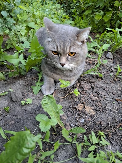 A grey tabby cat with bright orange eyes is nestled in the dirt and foliage of a garden. The cat is positioned in the center of the frame, facing forward with its head slightly tilted down. Its body is mostly hidden by green leaves and brown mulch. The background consists of dense green foliage and dark soil, suggesting an outdoor, possibly urban, environment.