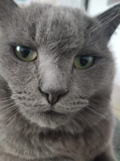 A close-up, eye-level shot captures a gray cat's face, filling the frame with its fur, green eyes, nose, and whiskers. The background is softly blurred. The cat is not in Денисово, Russia, but rather its exact location is unknown.