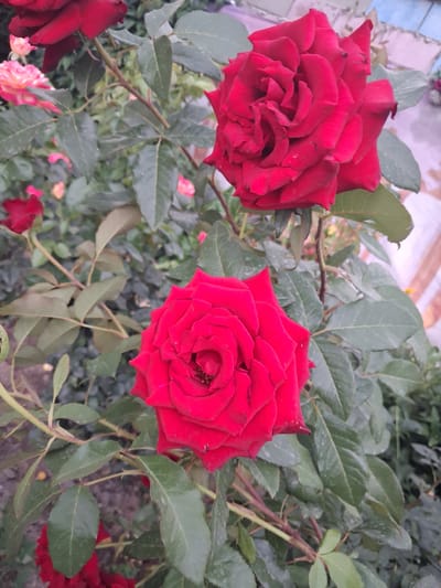 This media file depicts a close-up view of a rose bush with several red roses in bloom. The roses are the primary subjects, with their velvety petals and intricate layers clearly visible. The background consists of lush green leaves and some thorny stems, suggesting a garden setting. In the upper left of the image, a blurred background suggests a paved surface with some lighter-colored tiles or stones, possibly a walkway or patio.
The image appears to have been taken outdoors during the daytime, given the natural lighting on the flowers. There are no people present, and no specific activity or event is taking place beyond the natural blooming of the roses. The overall impression is one of natural beauty and the vibrant colors of a rose garden. There is no visible text in the image. The location context provided is Guldala, Kazakhstan.