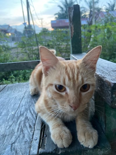 An orange tabby cat with amber eyes lies on a weathered wooden surface, likely a porch or balcony, in Sekar Mawar, Indonesia. The cat is facing the camera, with its paws gently resting on the wood. In the background, out-of-focus, are buildings with reddish-brown roofs and lush green foliage. The sky above is a soft blue with hints of sunrise or sunset. A wooden post is visible to the right of the cat. The overall scene suggests a peaceful, rural setting.