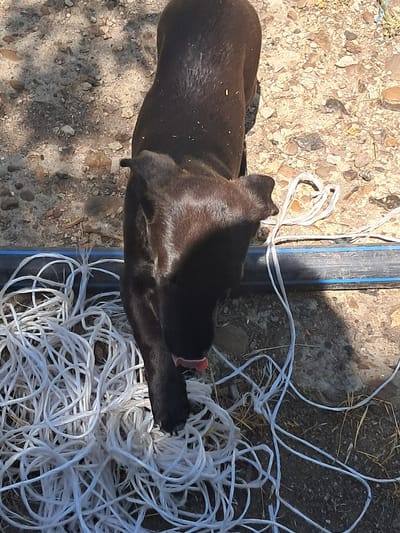 A dark-colored puppy is on the ground. The puppy is facing downwards, and its tongue is visible. In front of the puppy is a tangled pile of white rope. Behind the puppy, a blue and black pipe runs horizontally across the image. The ground is covered in dirt and small stones. The scene is outdoors, with shadows indicating sunlight. The location is specified as Chobruchi, Moldova.