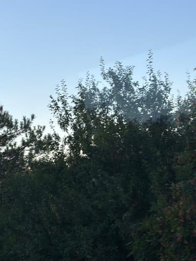 The image shows a bright, clear sky above a dense line of green trees. Some of the trees appear to be coniferous, with their needles visible, while others are deciduous with broader leaves. The overall impression is of a natural landscape, possibly on the outskirts of a city or town. The lighting suggests it is daytime, with the sun high in the sky. There are no people or man-made structures visible in the image, focusing entirely on the natural environment. The reflection of trees in the sky indicates that the photo may have been taken through a window or a reflective surface. The location is Gorno Varshilo, Bulgaria, which is a village in the Stara Zagora Province.