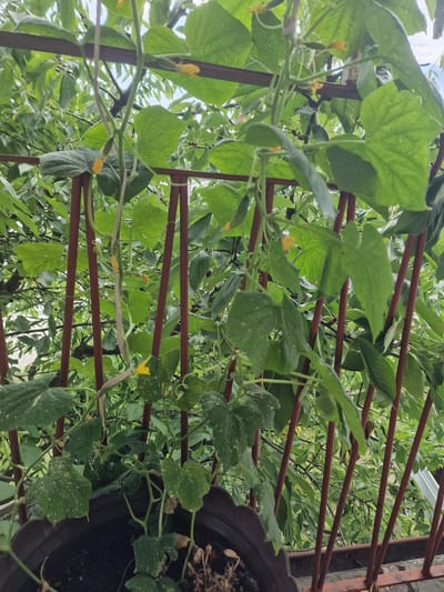 This is a close-up, eye-level, outdoor shot of cucumber plants growing in a dark brown pot. The plants have large green leaves, some with white speckled markings. Yellow cucumber flowers are visible, and at least one small cucumber is growing. The plants are supported by a reddish-brown metal railing, and behind them is a dense background of green foliage from other trees and plants. The scene appears to be on a balcony or patio, judging by the railing and the presence of the pot. The sky is partially visible through the leaves, indicating an overcast or cloudy day. The image is sharp and well-lit. The location is Wieruszów, Poland.