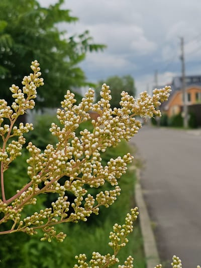 This is a close-up, eye-level, outdoor shot of a flowering plant with small, light-colored buds. The plant's branches, tinged with red, are in the foreground, extending from the left side of the frame. Behind the plant, a blurred background shows a street lined with greenery and houses. The sky is overcast with clouds. The image appears to be taken in Русь Дпк, Russia, based on the provided context. There are no people or discernible actions in the scene.