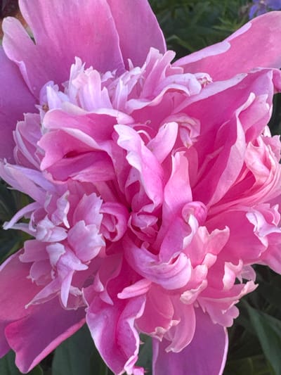 The media file is a close-up, overhead shot of a vibrant pink peony flower. The flower is in full bloom, with its numerous petals unfurling in layers. The petals are a rich pink, with some lighter, almost white, edges and inner sections, creating a delicate gradient of color. The texture of the petals appears soft and slightly ruffled. The flower fills most of the frame, with only hints of dark green foliage visible in the background, suggesting it is outdoors. The lighting appears to be natural daylight, casting soft shadows and highlighting the details of the petals. There is no visible text in the image. The scene evokes a sense of natural beauty and the peak of the flower's bloom. The location context of Volokolamsk, Russia, places this image in a temperate climate where peonies are commonly grown and bloom in late spring or early summer.