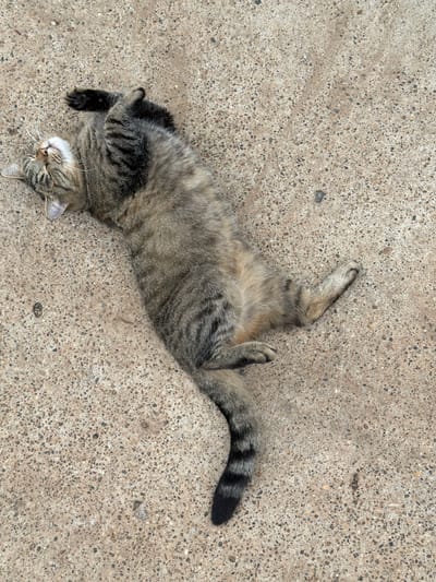 A tabby cat is lying on its back on a concrete surface in Чайковская, Russia. The cat is curled up with its paws in the air, and its eyes are closed. The concrete surface is rough and textured, with small stones and pebbles embedded in it. There are some faint shadows on the concrete, suggesting that the image was taken outdoors on a sunny day.