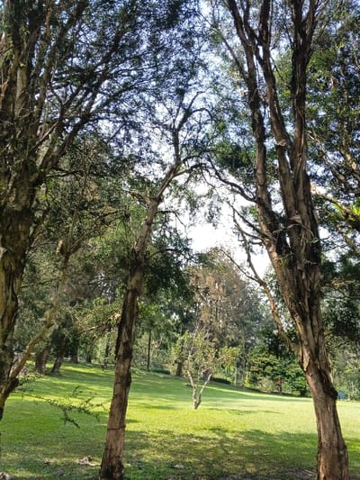 This vertical image captures a serene natural landscape, likely within a park or open forested area in Leuro, Timor-Leste. The scene is dominated by tall trees and lush green grass under a bright sky.
In the foreground, several prominent tree trunks frame the view. These trees feature rough, textured bark that appears to be peeling in some sections, possibly characteristic of species like Melaleuca or certain Eucalyptus. Their branches extend upwards and diagonally, creating an intricate canopy of small, dense green leaves against the light sky. The sky itself is a bright, clear light blue or hazy white, suggesting a sunny day.
Beyond the immediate trees, a wide expanse of neatly maintained, vibrant green grass stretches across the midground and into the distance. Patches of sunlight and shadow dapple the lawn, indicating a time of day when the sun is relatively high, likely mid-morning or late afternoon. A smaller, solitary tree stands in the middle of this grassy field, adding a focal point. In the background, more trees form a dense forest line, contributing to the feeling of a rich, natural environment.
No people, animals, or specific activities are visible, enhancing the tranquil and untouched atmosphere of the setting. The image conveys a sense of peacefulness and the natural beauty of the landscape in Leuro. There is no visible text.