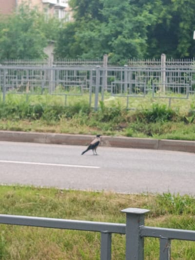 A single, dark-colored bird with a lighter-colored head stands on a paved road in Yurga, Russia. The bird is positioned in the middle of the road, facing left and appears to be in profile. The road has a white line marking its edge. Behind the road, there is a curb, followed by a strip of overgrown grass and vegetation. Further in the background, a grey metal fence is visible, with trees and a building beyond it. The environment appears to be an outdoor urban or suburban setting. The image quality is somewhat blurry.