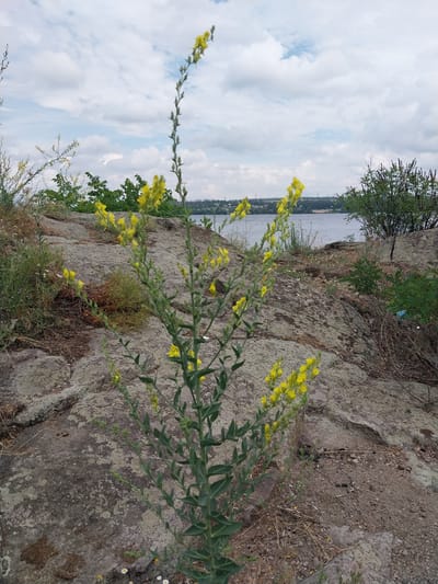 A tall, thin green plant with small yellow flowers stands in the foreground, growing from a rocky area. The rocky terrain is textured with lighter and darker patches of lichen and is sparsely covered with dry grasses and some smaller green plants. In the middle ground, a body of water, likely a river or large lake, stretches across the scene, with a distant shoreline visible. The shoreline is lined with trees and some structures indicating a populated area. The sky above is a mix of light blue and white clouds. The overall scene is an outdoor, natural environment.