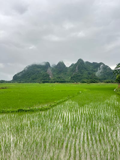 This image depicts a rural landscape in Tân Thanh Commune, Vietnam, under a cloudy sky. The foreground features a flooded rice paddy with rows of young green rice seedlings reflecting the overcast light. Beyond the paddy, a vast expanse of vibrant green rice fields stretches towards a range of majestic, mist-shrouded mountains. The mountains are densely covered in lush vegetation, with some rocky outcrops visible. A few scattered birds, possibly egrets, are present in the middle ground of the rice fields. A single tree stands on the right side of the image, bordering the rice fields. The overall impression is one of a serene, natural environment, typical of agricultural regions in Vietnam.