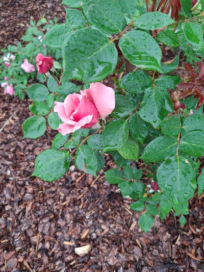 A close-up, eye-level shot shows a dew-covered pink rose in full bloom, set against a backdrop of lush green leaves and dark brown mulch. The rose, with its delicate petals unfurling, is the focal point, its vibrant pink hue contrasting with the surrounding foliage. Water droplets cling to the leaves, glistening and adding a fresh, naturalistic touch to the scene. The mulch, a textured layer of organic material, covers the ground, providing a grounding element to the composition. The background is blurred, hinting at the presence of more roses and foliage, but keeping the focus firmly on the central bloom. The image is captured in Lēdmane, Latvia, a location known for its natural beauty and well-maintained gardens.