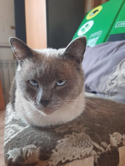 A medium shot captures a close-up of a Siamese cat's face. The cat is predominantly grey with lighter fur on its chin and chest, and striking blue eyes. Its ears are pointed and facing forward, and its whiskers are prominent. The cat is lying down on a patterned fabric surface, which appears to be part of a chair or sofa. In the background, slightly out of focus, is a hint of a green object with circular symbols and text, possibly a recycling bin or packaging, and a hint of a light-colored wall or pillar. The overall environment suggests an indoor setting, likely a home. The lighting is soft, coming from an unseen source to the front. The scene is devoid of any human presence or activity. The image is a static portrait of the feline subject.
