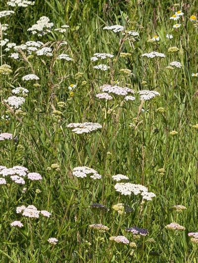 The image depicts a dense field of white and pink wildflowers, primarily yarrow (Achillea millefolium), interspersed with tall green grasses. The scene is bathed in bright sunlight, creating sharp shadows. Several smaller white flowers with yellow centers, possibly chamomile (Matricaria chamomilla), are also visible. The environment suggests a natural, undeveloped area, such as a meadow or roadside verge. No people are present. The image is a close-up, vertical shot of the flora, focusing on the textures and colors of the blooming plants and surrounding vegetation. The specific location in the city of New Kremenkul', Russia is a natural, uncultivated field characteristic of the Siberian steppe.