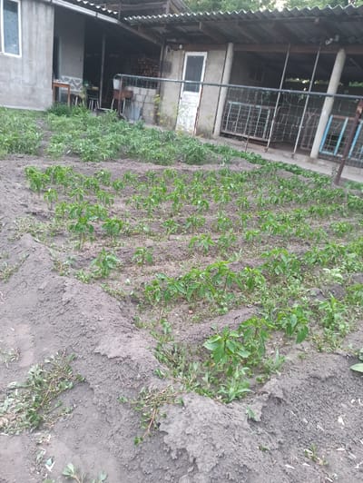 The image shows a garden bed with rows of young green plants, likely vegetables, growing in dark soil. The plants are small and appear to be in early stages of growth. The soil is furrowed, indicating it has been prepared for planting.

To the left of the garden bed is a building with a corrugated metal roof and concrete walls. The building has an open, covered area supported by columns, with a wire mesh fence in the background. There's a white door visible on the building. Further to the left, a section of a house is visible, with a window frame.

The scene appears to be outdoors, during daylight hours. The lighting suggests it could be overcast or late afternoon. The overall impression is of a rural or semi-rural setting, possibly a residential property with a garden. There is no visible text in the image. The image is oriented vertically, with the garden bed running diagonally from the bottom right towards the top left.