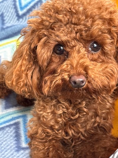 A close-up, head-on shot of a small, red poodle is presented. The dog has dark, expressive eyes, a wet, dark pink nose, and curly, fluffy fur that covers its entire head and body. The poodle is resting on a blue and white striped blanket. The background is blurred, but appears to be indoors. The image does not contain any information about the city of Bersenevka, Russia.
