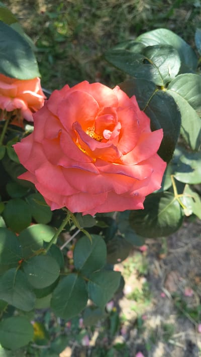 A close-up, top-down shot of a blooming coral-colored rose captures the intricate details of its petals, which are tinged with shades of orange and purple along their edges. The rose is in focus, with its textured petals unfurling to reveal a center dotted with yellow stamens. The surrounding foliage, consisting of dark green rose leaves and thorny stems, provides a natural backdrop.

In the lower left of the frame, another rose, partially obscured and appearing lighter in hue, is visible. The ground behind the roses is a blur of dry earth, interspersed with hints of green grass and scattered pink rose petals. The lighting suggests it is daytime, with sunlight casting shadows and highlighting the textures of the rose and leaves. The overall scene evokes a sense of natural beauty and tranquility, possibly from a garden in Han Krum, Bulgaria. No text is visible in the image.