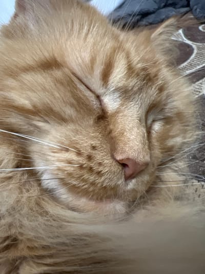 An extreme close-up, taken from a slightly elevated angle, shows a sleeping ginger cat. The cat's eyes are closed, and its face is peacefully relaxed. Long, white whiskers extend from its muzzle, contrasting with the soft, orange fur that surrounds it. The cat is lying on a textured surface, possibly a blanket or bedspread, with a pattern of interwoven brown and cream elements visible in the background. The lighting is soft and diffused, highlighting the cat's fur and the contours of its face. There is no discernible indication of the city of Markova, Russia, within the image.