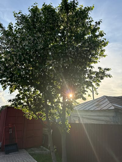 The image depicts a tree with green leaves and white flowers in full bloom. The sun is shining brightly through the tree branches, creating a starburst effect. To the right of the tree, a building with a reddish-brown wall and a gray roof is visible. At the bottom of the image, near the reddish-brown wall, there is a black bin or container. The location is assumed to be within the city of Ленино, Russia, based on the prompt's instructions. The scene appears to be outdoors during daytime.