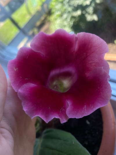 A close-up, eye-level shot features a vibrant pink, bell-shaped flower with ruffled edges, held gently in a person's hand. The flower's petals are a deep, saturated pink in the center, fading to a lighter, almost white hue at the ruffled edges. Tiny white speckles are visible on some of the petals. The interior of the flower reveals a lighter, greenish-yellow center.
The hand holding the flower is positioned on the left side of the frame, with fingers lightly cupping the base of the bloom. The flower is in focus, while the background is blurred, suggesting it's a natural outdoor setting. Hints of green foliage and a window with panes and blurry outdoor scenery are discernible in the background. The overall lighting suggests it's daytime, with natural light illuminating the scene. The image does not contain any information about the city of Pesnevo, Russia, or any specific urban environment.