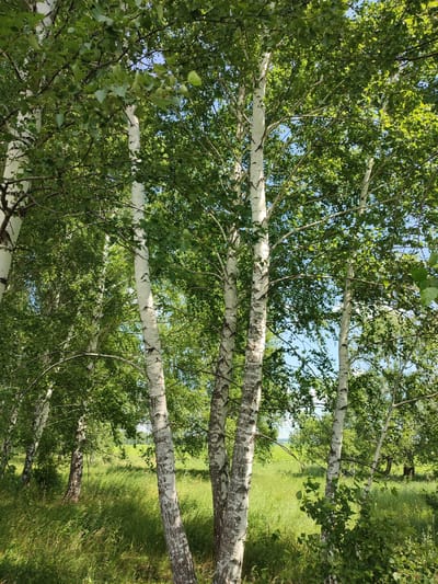 A sunlit grove of birch trees with white bark and green leaves stands in a grassy field. The trees are tall and slender, with some trunks appearing to be clustered together. The grass is lush and green, with some taller stalks visible. The sky is blue and clear, with dappled sunlight filtering through the leaves. In the background, a distant field can be seen. The image appears to be taken in an outdoor natural setting, possibly a park or forest. There are no people or animals visible in the image. The overall impression is one of natural beauty and tranquility.