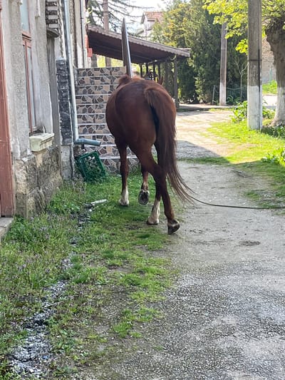 The image depicts the rear of a brown horse with white socks standing outdoors in Gabare, Bulgaria. The horse is positioned near a building with a stone facade and a tiled roof. A gravel path runs alongside the building, bordered by grass and vegetation. A black leash is attached to the horse. A green plastic crate is visible near the building. A utility pole and trees are visible in the background. The scene is bathed in sunlight.