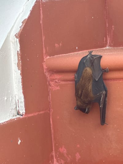 A bat clings to a red-tiled ceiling. The bat, mostly black with brown fur around its head and chest, hangs upside down, secured by its feet. The ceiling appears aged, with worn red tiles, some chipped and faded, and white paint peeling from the lower edges where the ceiling meets the wall. A prominent, elevated tile seam runs directly behind the bat.
