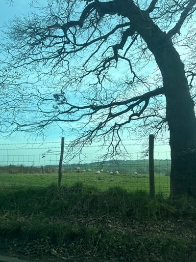 The image depicts a rural landscape in Bury, United Kingdom. The foreground consists of a narrow strip of dark ground covered in green grass and sparse brown leaf litter. A wire fence, constructed with wooden posts, field wire mesh, and several strands of barbed wire along its top, traverses horizontally across the midground, delineating the foreground from a pasture. A large, leafless deciduous tree, exhibiting a thick, textured trunk on the right side of the frame and an extensive, gnarled branch system spreading across the upper two-thirds, is prominent. Beyond the fence, a verdant green pasture occupies the mid-to-background, sloping gently upwards. Within this pasture, approximately fifteen to twenty white ovine subjects are visible, scattered throughout the field; some appear to be grazing, while others are resting. The distant background reveals rolling green hills under a bright, clear turquoise-blue sky with minimal cloud cover. No human subjects are present in the scene. Natural daylight illuminates the area.