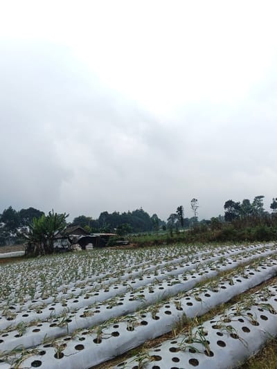 A field of crops covered in white plastic sheeting stretches towards a tree line and a small building. The plants poke through holes in the plastic, arranged in neat rows. The sky is overcast and grey. Lush greenery and trees are visible in the background, creating a serene countryside scene.
