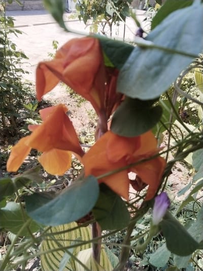 This is a medium shot, eye-level, outdoor photograph of orange trumpet-shaped flowers and green leaves with a blurry background. The flowers are in focus and are the main subject of the image. They appear to be growing on a vine, with some leaves obscuring parts of the flowers. The background shows the ground and some other plants, also out of focus. The lighting suggests it is daytime, with sunlight filtering through the leaves. No people or animals are visible in the image. The image was taken in Yangiabay, Uzbekistan.