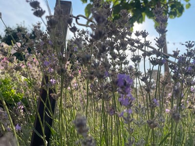 This is a close-up, low-angle photograph of lavender plants in bloom, situated outdoors. The lavender stalks, topped with purple flowers and buds, fill the foreground, with some stems appearing slightly out of focus. In the background, a dark vertical post or pole is visible, with a metal hook attached near its top. Beyond the plants and post, the sky is visible, with bright sunlight filtering through green leaves, suggesting a tree overhead. The overall setting appears to be a garden or outdoor space in Zîrnești, Moldova, bathed in natural light. There are no people or animals present in the image.