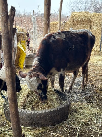 A brown and white calf stands near a tire, with hay inside. The calf appears to be eating hay, surrounded by more hay in the background. A wooden structure is visible in the foreground, and a bale of hay can be seen in the upper left corner. The scene seems to be inside a barn or enclosed animal pen.